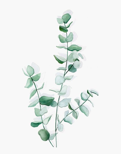 Листья эвкалипта акварель