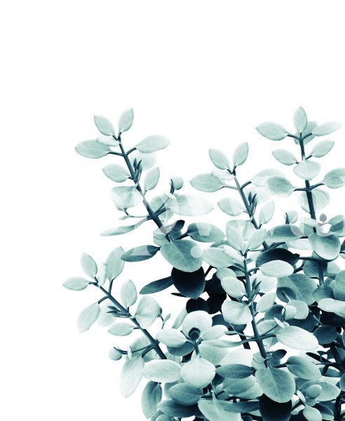 Эвкалипт артборд