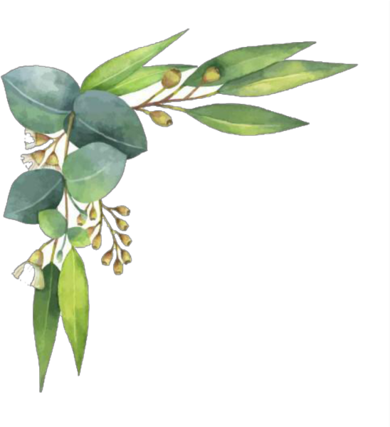 Эвкалипт вектор