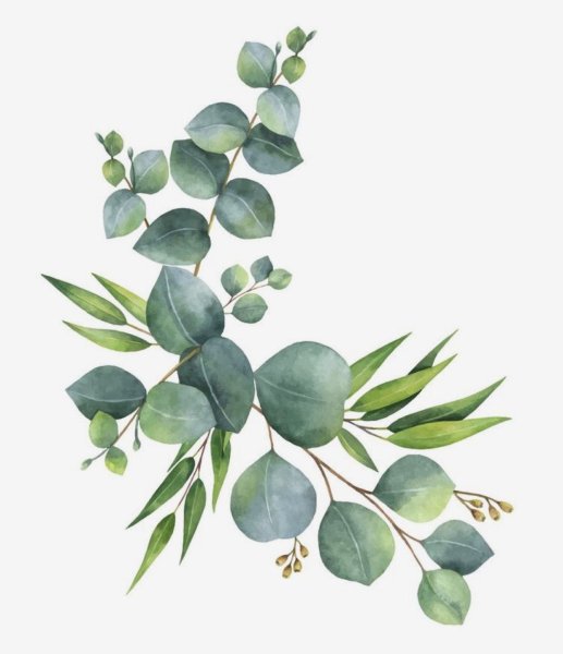 Эвкалипт акварель вектор