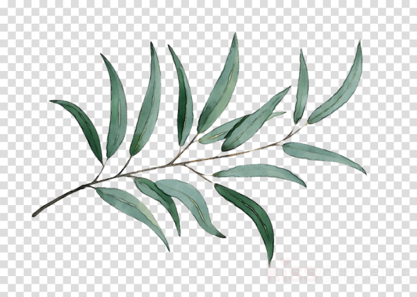 Эвкалипт Графика