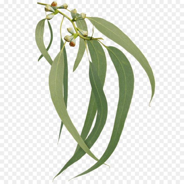 Ветка эвкалипта