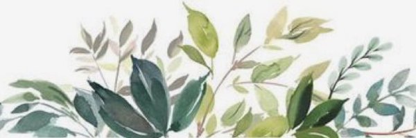 Эвкалипт листья акварельный клипарт