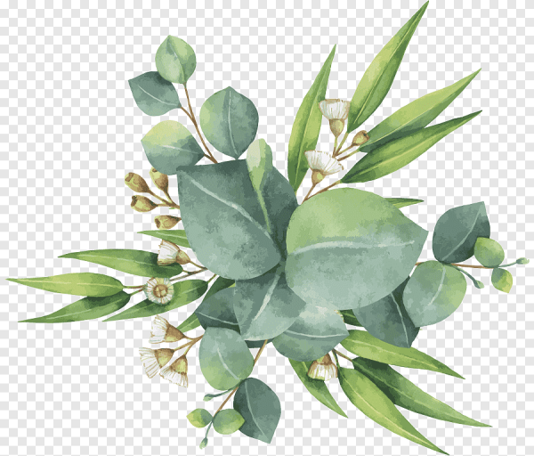 Листья эвкалипта акварель