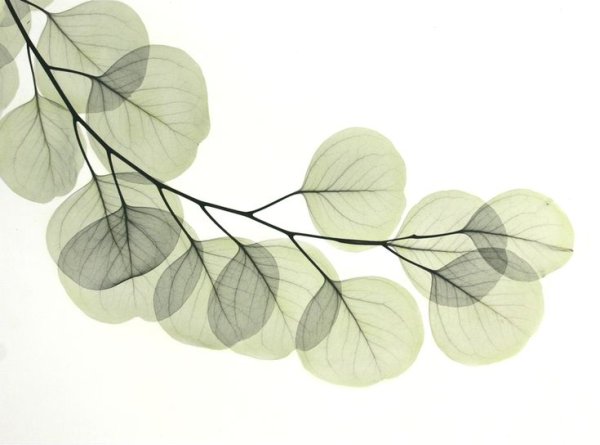 Веточка с листочками