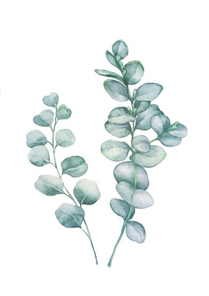 Листья эвкалипта акварель