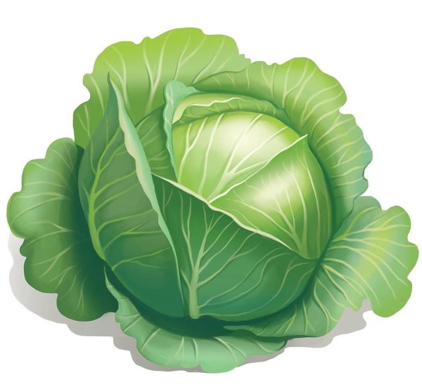 Капуста вектор