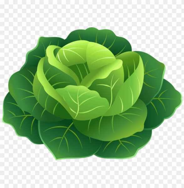 Капуста клипарт