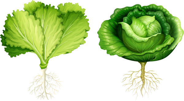 Лист салата вектор