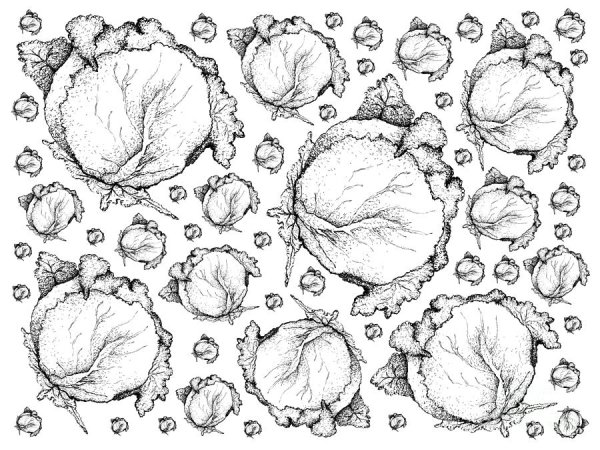 Капуста фон вектор