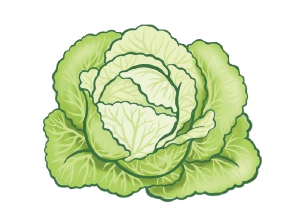 Капуста рисунок
