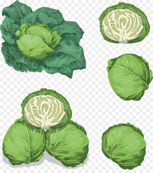Капуста вектор