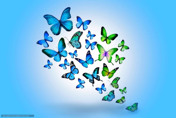 Бабочки много на голубом фоне