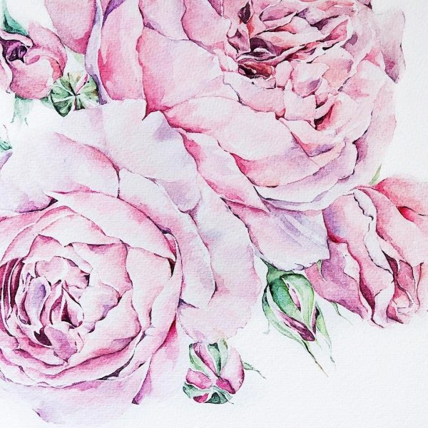Пионы акварель