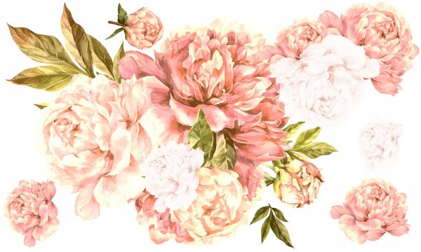 Пионы на белом фоне вектор