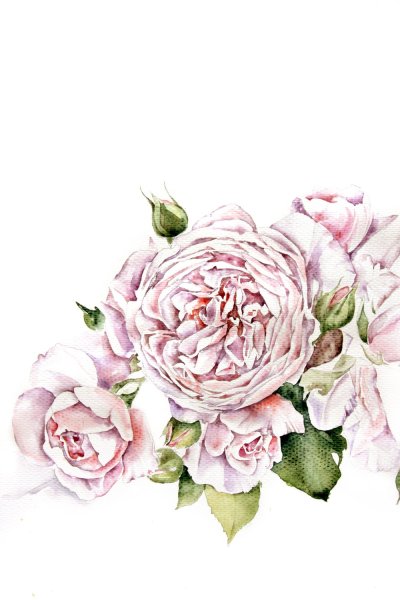 Роза Дэвида Остина акварель