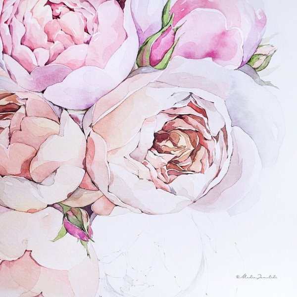 Цветы пионы акварель