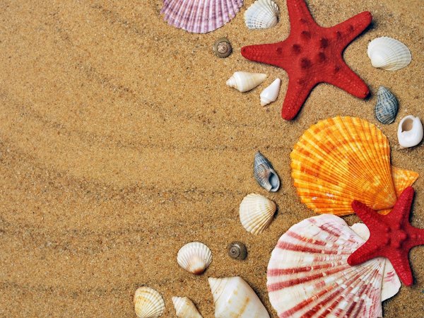 Ракушки на песке