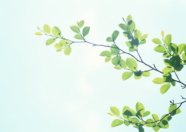 Веточка с листочками