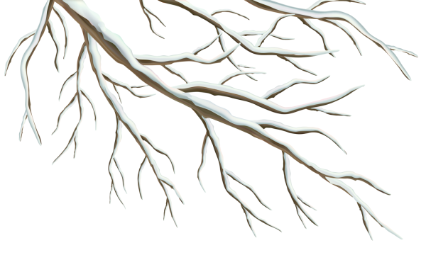 Ветки в снегу на прозрачном фоне