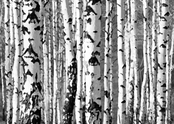 Ствол березы