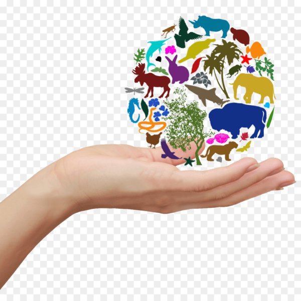 Биологическое разнообразие