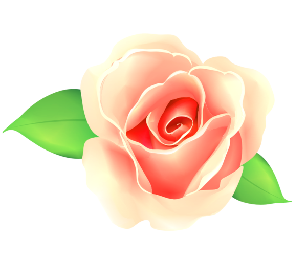 Розы клипарт