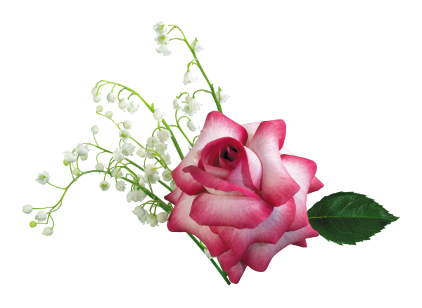 Цветы на прозрачной подложке