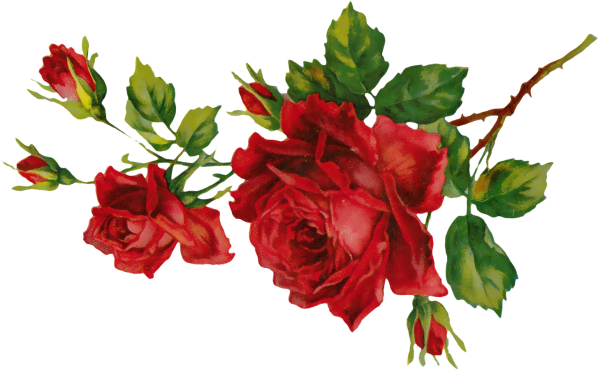 Цветы на прозрачном фоне для фотошопа