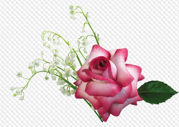 Цветы на прозрачной основе