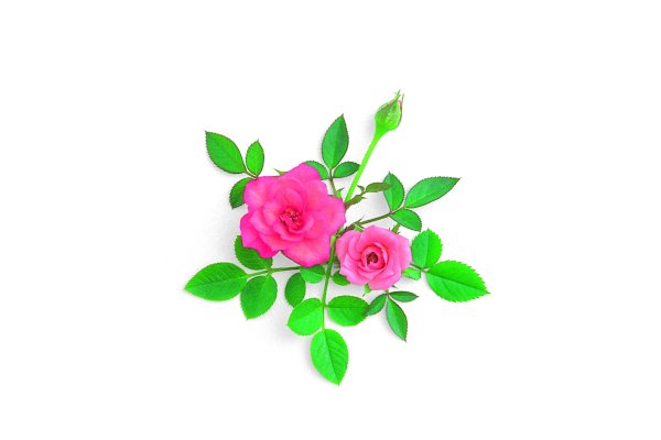 Маленькие цветочки на белом фоне