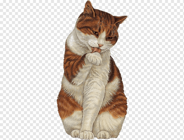 Кошка умывается на белом фоне