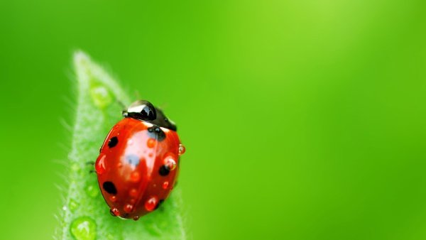 Божьи коровки