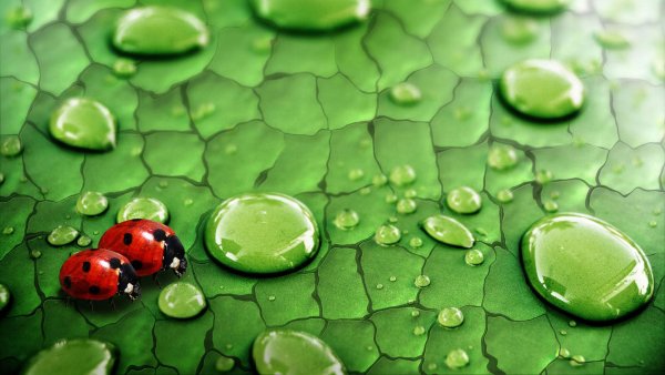 Макросъемка природа