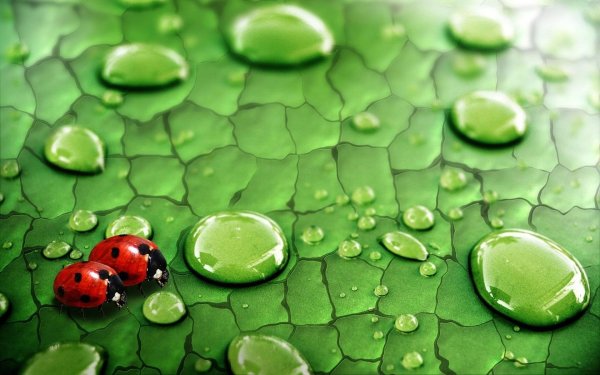 Макросъемка природа