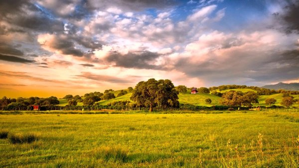 Пейзаж поле