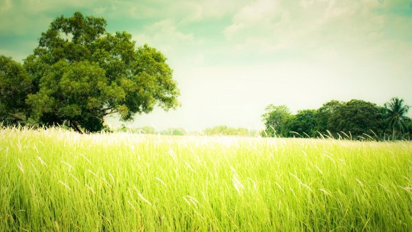 Фон природа