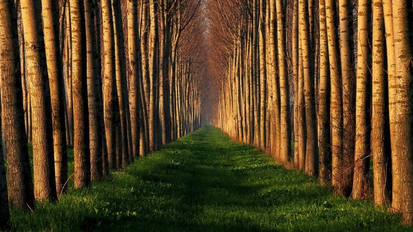 Красивый лес