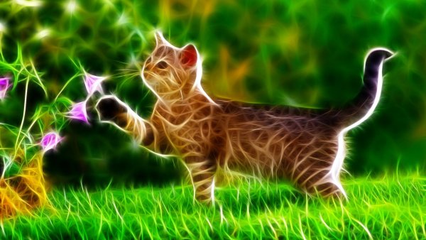 Яркие обои с животными