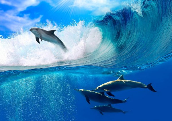 Дельфин в море