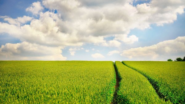 Пейзаж поле