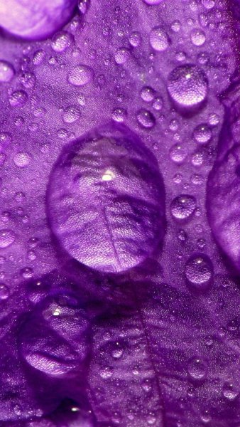 Красивый фиолетовый