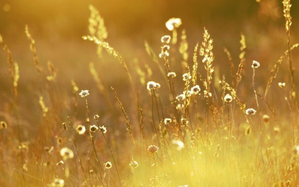 Золотой цвет в природе