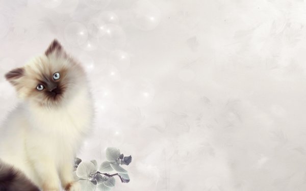 Красивые котики