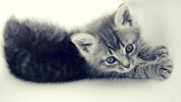 Заставка на рабочий стол котики