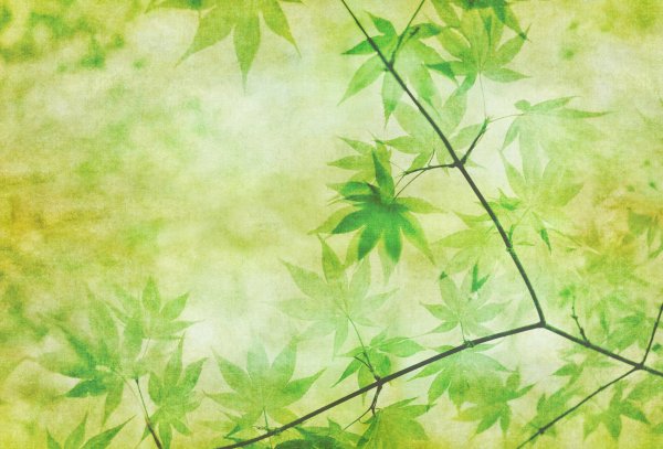 Фон для презентации листья