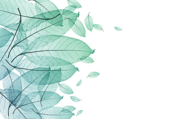 Красивые зеленые листья на белом фоне