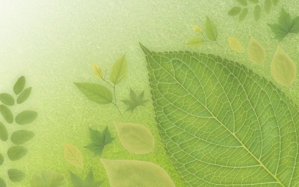 Фон листья