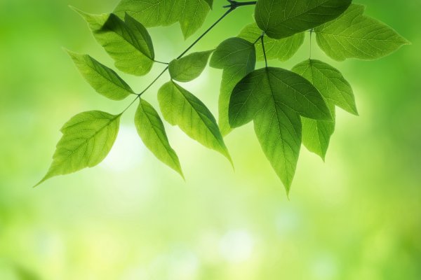 Ветка с зелеными листьями