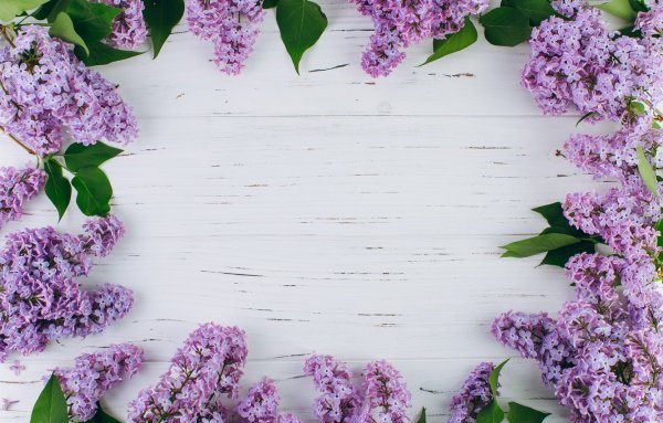 Фотофон сирень